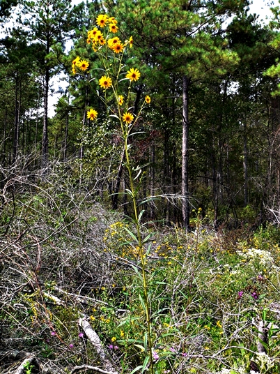 {Helianthus verticillatus}